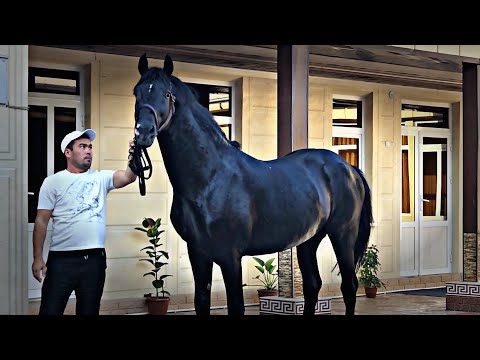 Видео: НАПАЛЁН ЛАКАБЛИ ОТ ДОСТОНДА..OT SOTILADI. 173 cm (Mus Tv)(OT)#Otlar