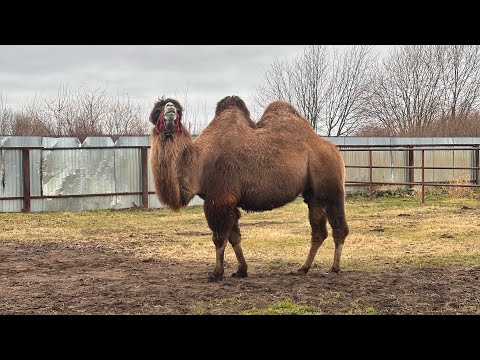 Видео: Страусиная ферма