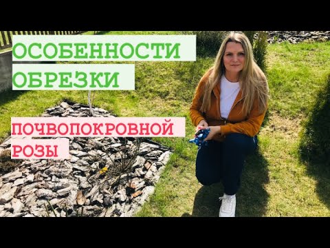 Видео: ОБРЕЗКА ПОЧВОПОКРОВНОЙ РОЗЫ ВЕСНОЙ / неукрывная роза