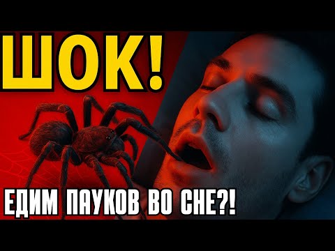 Видео: Правда или миф: Неужели мы действительно едим до 8 пауков в год во время сна?!