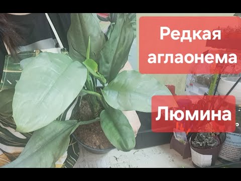 Видео: Пересадка Аглаонемы Алюминио или Люмина (Ngern Tem Baan). Рассказываю про общие моменты при заказе.