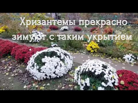 Видео: Не Выкапывайте Хризантемы на Зиму / Укрытие для Хризантем /Черенкование и выращивание