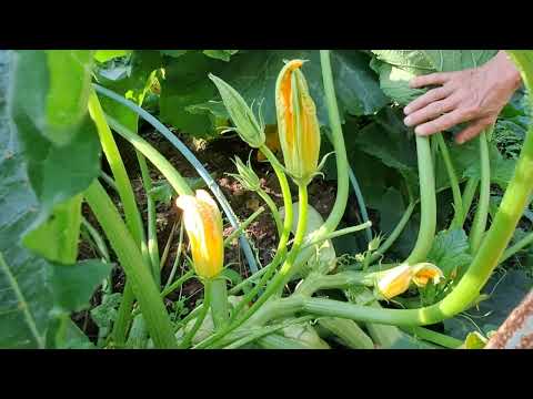 Видео: 1. Утром в деревне вышел на улицу. Батя открывает парники с огурцами, помидорами и перцем. 