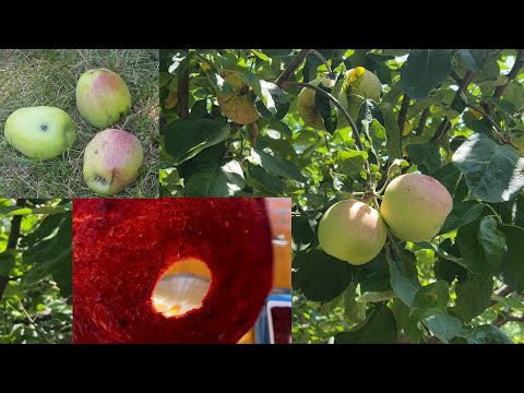 Видео: Гусень у яблуках.Пастила з яблук без цукру власними руками!