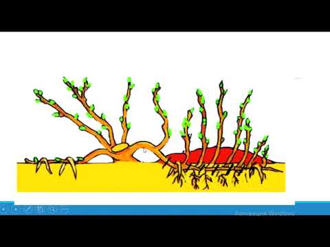 Видео: өсімдіктердің өсімді көбеюі, оның түрлері және  табиғаттағы биологиялық маңызы