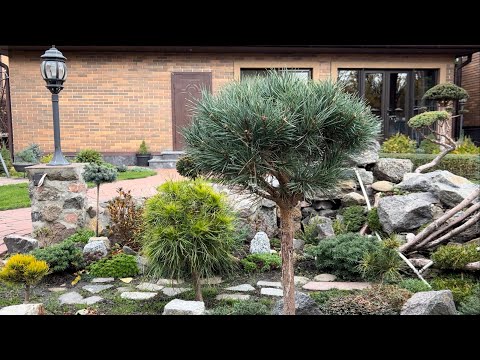 Видео: ОБЗОР: СОСНЫ ОБЫКНОВЕННЫЕ: “CHANTRY BLUE”, “MOSERI”, “WATERERI” #pinus #landscapedesign