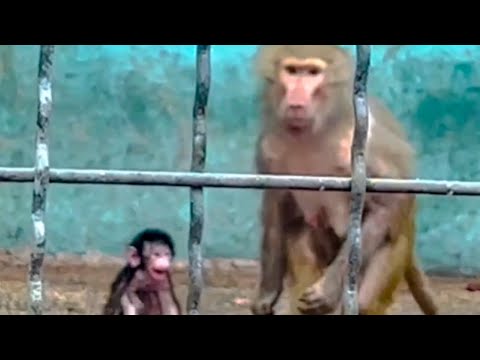 Видео: Я такого НЕ ОЖИДАЛА! Мать-гамадрил увидя меня встала на ноги и ПОВЕЛА КО МНЕ МАЛЫША!