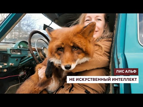 Видео: Я и мой лис хотим реставрировать ретро автомобиль