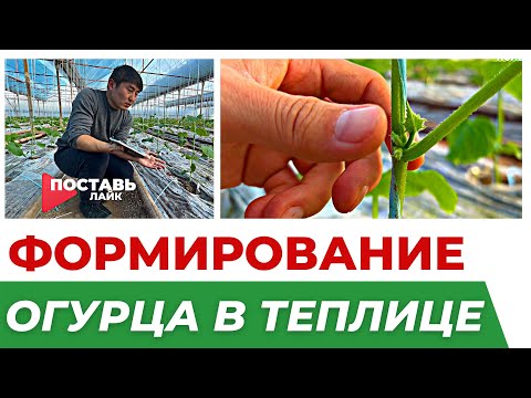 Видео: ФОРМИРОВАНИЕ ОГУРЦОВ В ТЕПЛИЦЕ. 2 ЦИКЛ. 7 СЕРИЯ #теплица #огурцы #формирование #формировкаогурцов