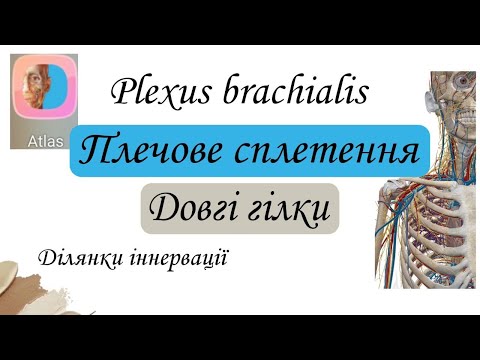 Видео: Довгі гілки плечового сплетення. Plexus brachialis.