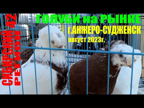 Видео: 🕊️ГОЛУБИ❗ЦЕНЫ-август 2023г.АНЖЕРО-СУДЖЕНСК.