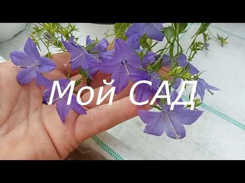 Видео: Кампанулы  Рекомендации по уходу