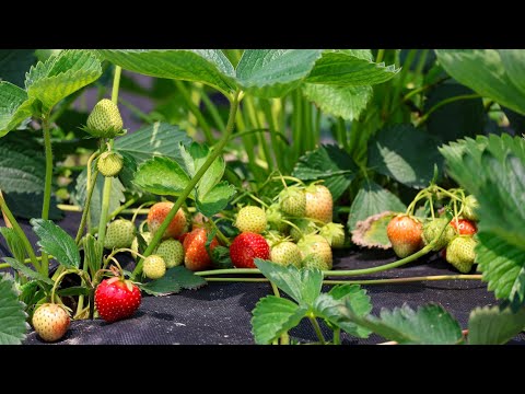 Видео: Сорт полуниці Фейт-Плодоношення на 2-й рік