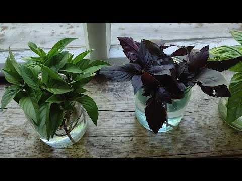 Видео: Черенкование Базиликов и Огурцов. 1 часть.