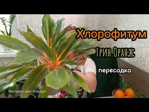 Видео: Хлорофитум Грин Оранж #Chlorophytum