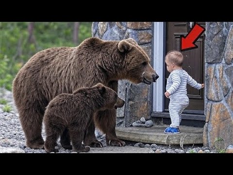 Видео: Медведица С Медвежатами Умоляет Этого Малыша Впустить Её В Дом. Это Доведёт Вас До Слёз