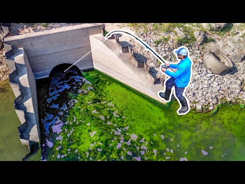 Видео: *ГИГАНТСКИЙ* НОВЫЙ ВИД прятался в канализации!!! (Большая рыба!)