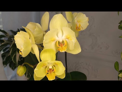 Видео: Сокращение коллекции до 10 орхидей🤔. Что оставлю?