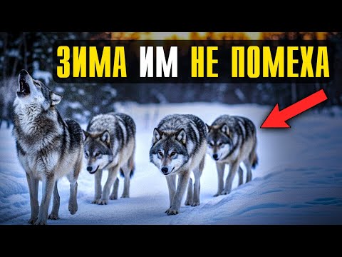 Видео: Волки против Зимы: Как стая доживает до весны в глухой тайге