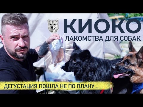 Видео: Натуральные лакомства для собак КИОКО из Сибири | Собаки разорвали пакеты с лакомствами...