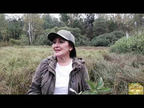 Видео: САБЕЛЬНИК БОЛОТНЫЙ, часть #1