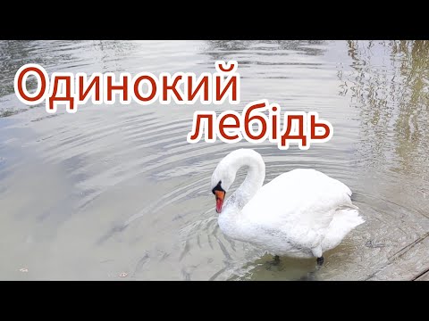 Видео: Одинокий лебідь на плесі. Чому птаха не приймає стая???