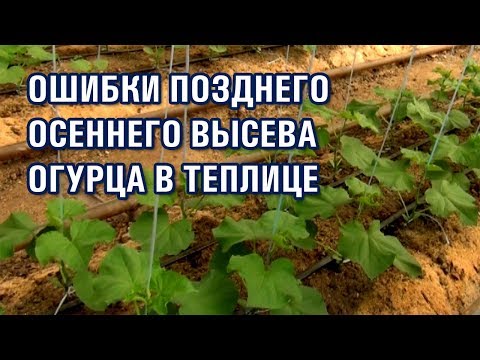 Видео: Ошибки позднего осеннего высева огурца в теплице