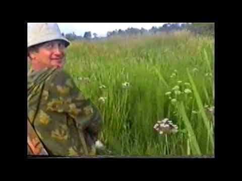 Видео: Билль 3892/96 Вл. Марченко на состязаниях в Череповце