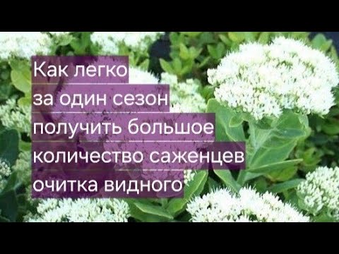 Видео: Как легко и быстро размножить очиток видный. На примере сорта Stardast #очиток #размножение