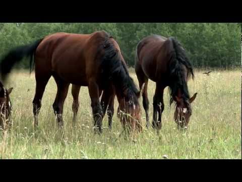 Видео: Сказание о земле Новосибирской (Черепановский район)