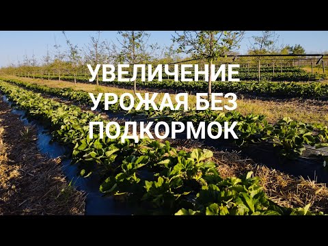 Видео: КЛУБНИКА как увеличить урожай без удобрений 🍓