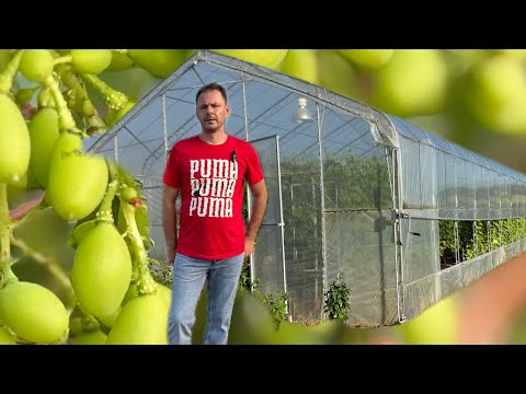 Видео: Беларусь. Теплица рулит. 28.06.2025  В гостях на винограднике в Рахманьках.