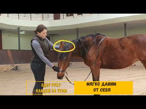 Видео: Упражнения для улучшения гибкости лошади. Стоя