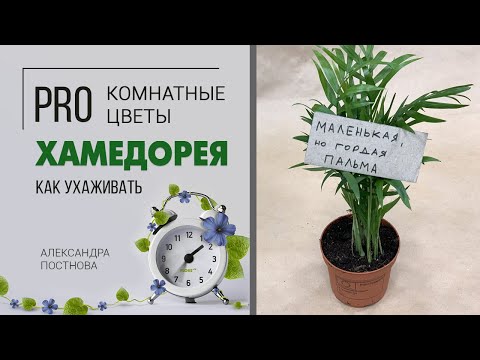 Видео: Что такое пальма и как ее правильно готовить? | Хамедорея - неприхотливое растение для дома и офиса