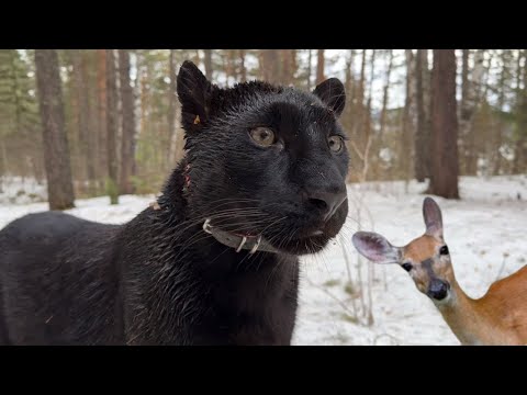 Видео: Идём по следам косули 🦌, прогулка в ветренный день🌬