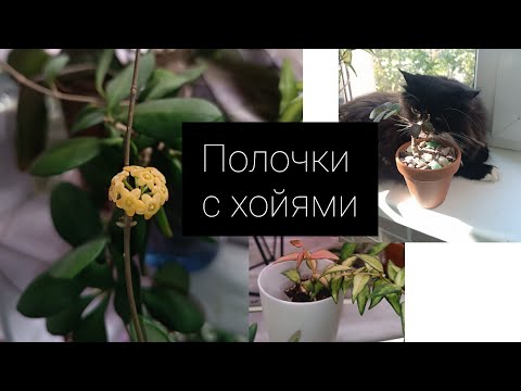 Видео: полочки с хойями