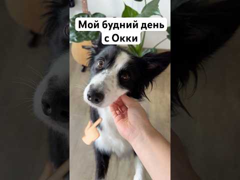 Видео: Мой будний день с собакой 🐶 #собака #влог #деньссобакой #окки #бордерколли #догблогер #аджилити