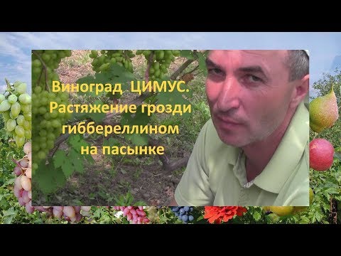 Видео: @Виноград Цимус  Растяжение грозди гиббереллином на пасынке