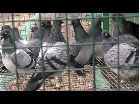 Видео: ВЫПУСК ДЕРИШЕЙ И МЕТИСОВ. 27. 11. 21г.