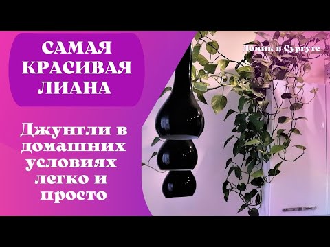 Видео: САМАЯ КРАСИВАЯ Лиана Дома - ЭПИПРЕМНУМ/СЦИНДАПСУС