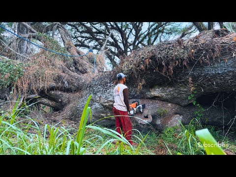 Видео: ПОЛНО ЗАХВАТЫВАЮЩЕЙ ДРАМЫ ‼️Процесс эвакуации 100-летних деревьев Трембези STIHL#ms660#ms070