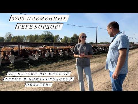 Видео: Приехали отбирать ГЕРЕФОРДОВ в племенное хозяйство! И отдохнули в курортном комплексе Тайны Юронги!