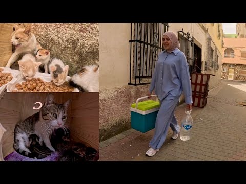 Видео: Мы будем ходить с ведром еды и помогать всем бездомным котам.