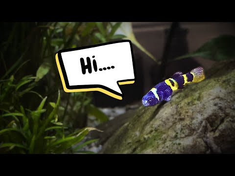 Видео: Мой ПЕРВЫЙ раз с этой рыбой... (бычок-шмель)