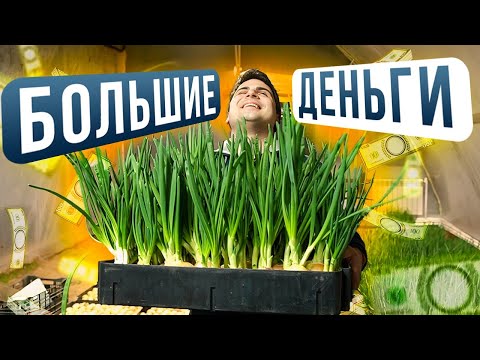 Видео: ВЫРАЩИВАНИЕ ЗЕЛЕНОГО ЛУКА. РЕКОРДНЫЙ УРОЖАЙ. Гидропоника