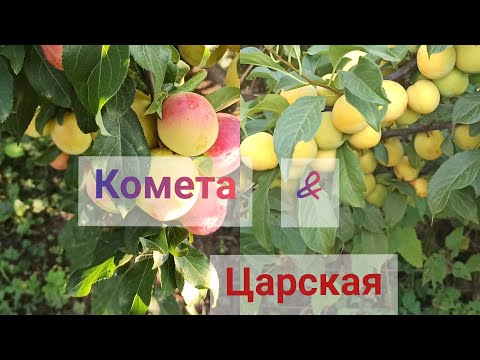 Видео: Алыча Комета & Царская.Самые ранние сорта. Обзор плодоношения2021года.