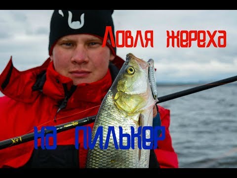 Видео: Ловля жереха на пилькер