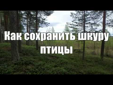 Видео: Как сохранить шкуру птицы