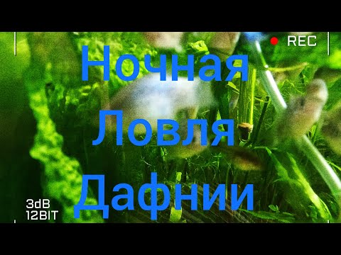 Видео: Дафния идёт на свет