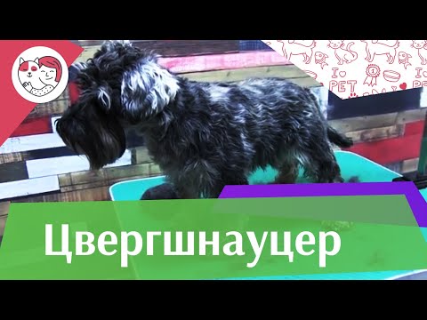 Видео: Цвергшнауцер на  ilikepet
